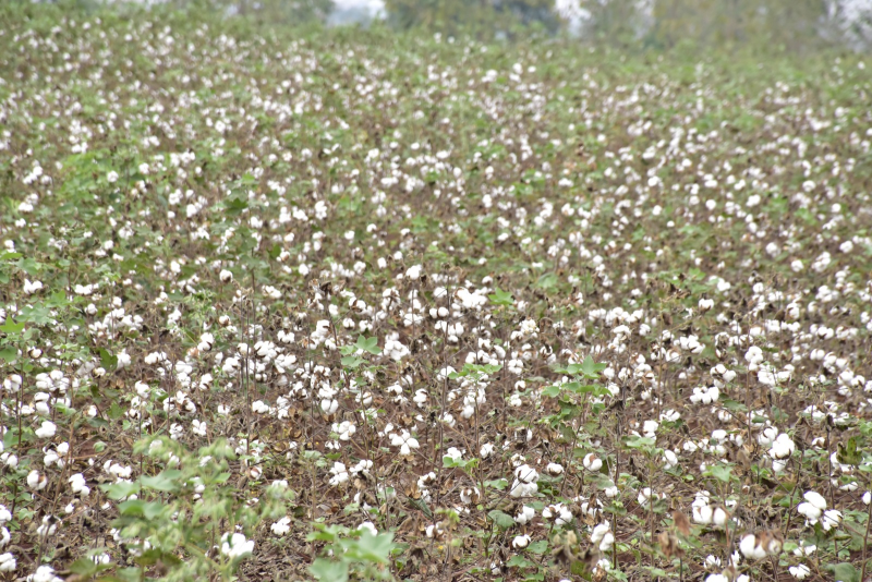 કપાસ અને સિંગના બિયારણમાં ૩૦ ટકાનો વધારો થતા ખેડૂતોમાં તંત્ર સામે વ્યાપક કચવાટ ખાતરની ખરીદી માટે આ વર્ષે  ખેડૂતોની  લાઈન હજુ સુધી જોવા મળતી નથી.