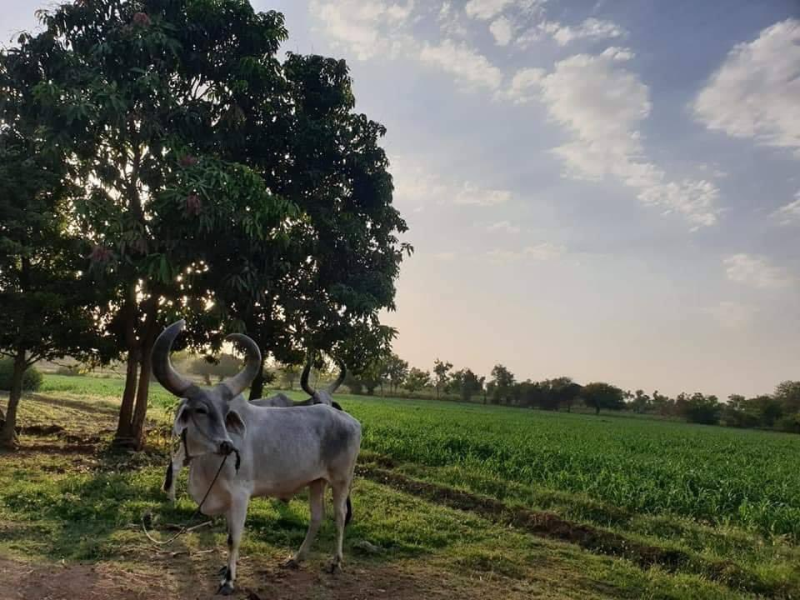 કૃષિ મંત્રી રાઘવજી પટેલ દ્વારા રૂ. ખેડૂતોને 350 કરોડના રાહત પેકેજની જાહેરાત  મુખ્યમંત્રીની અધ્યક્ષતામાં ખેડૂત-મૈત્રીપૂર્ણ નિર્ણય તાત્કાલિક ધોરણે લેવામાં આવ્યો