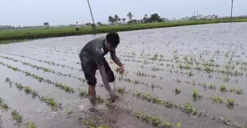 જૂનાગઢ જિલ્લાના ઘેડ પંથકમાં ભારે વરસાદ ને કારણે ઘેડ વિસ્તાર માં ભારે હાલાકી  વરસાદી પાણી અને નદીઓના પાણીએ ઘેડને બેટમાં બદલ્યું