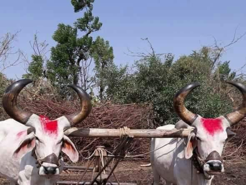 ધરતીપુત્રો રાજ્ય સરકારની ખેડૂત હિતલક્ષી યોજનાનો લાભ મેળવી શકે તે માટે આઈ-ખેડૂત પોર્ટલ તા. ૧૮મી જૂનથી ખુલ્લું મૂકાશે. ખેડૂતો સાત દિવસ સુધી ઓનલાઈન અરજી કરી શકશે