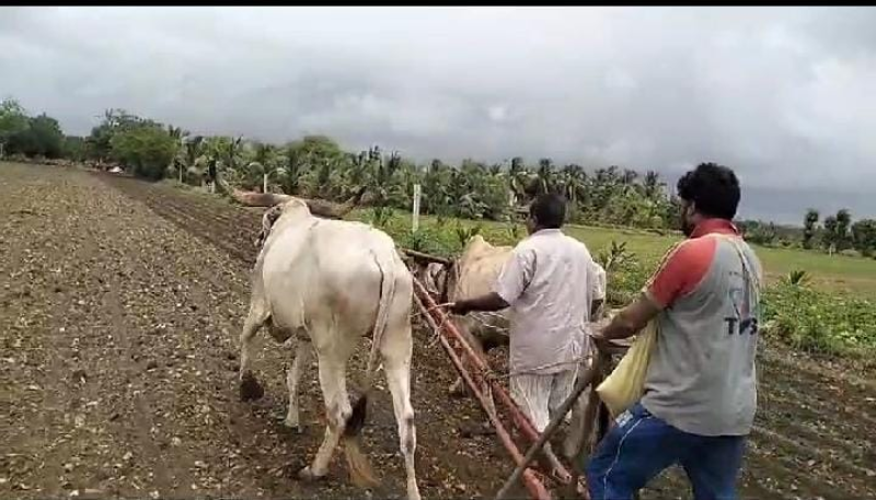 જૂનાગઢ જિલ્લામાં આજના ટેકનોલોજી ભર્યા યુગમાં પણ જુનવાણી રીતે પરંપરાગત વાવણી કરતા ખેડૂતો જમીનને મળે છે નાઇટ્રોજન નામનું પોષક તત્વ 