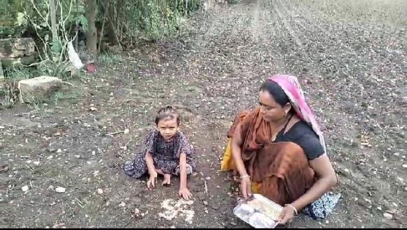 જૂનાગઢ જિલ્લામાં આજના ટેકનોલોજી ભર્યા યુગમાં પણ જુનવાણી રીતે પરંપરાગત વાવણી કરતા ખેડૂતો જમીનને મળે છે નાઇટ્રોજન નામનું પોષક તત્વ 