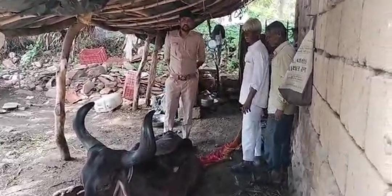 જૂનાગઢ જિલ્લાના માલીડા ગામેં જંગલના રાજા દ્વારા ચાર જેટલા પશુનું મારણ કરી મિજબાની માણી જ્યારે ત્રણ પશુને કર્યા ઘાયલ ગામ લોકોમા ભયનો માહોલ