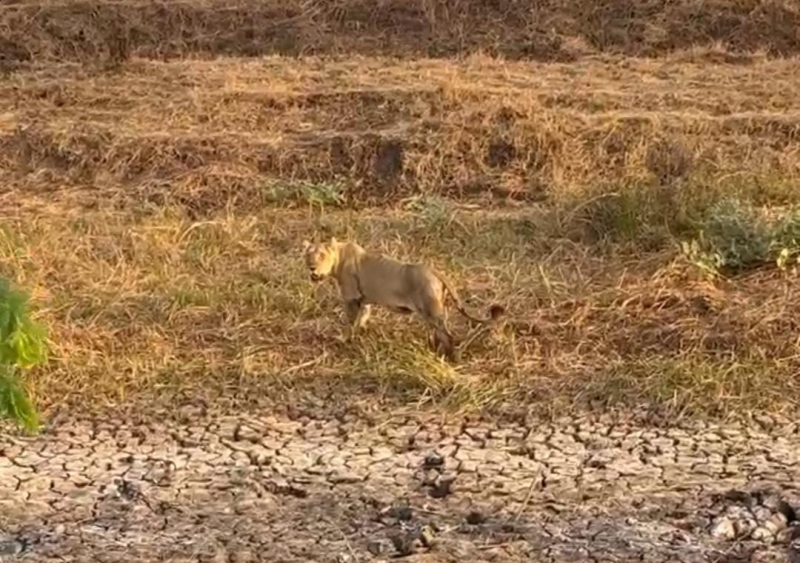 કાળઝાળ ઉનાળાની ગરમીથી ત્રાહિમામ પોકારી ઊઠયા જંગલના રાજા. સિંહનો પાણી માટે વલખા મારતો વિડીયો સામે આવ્યો છે