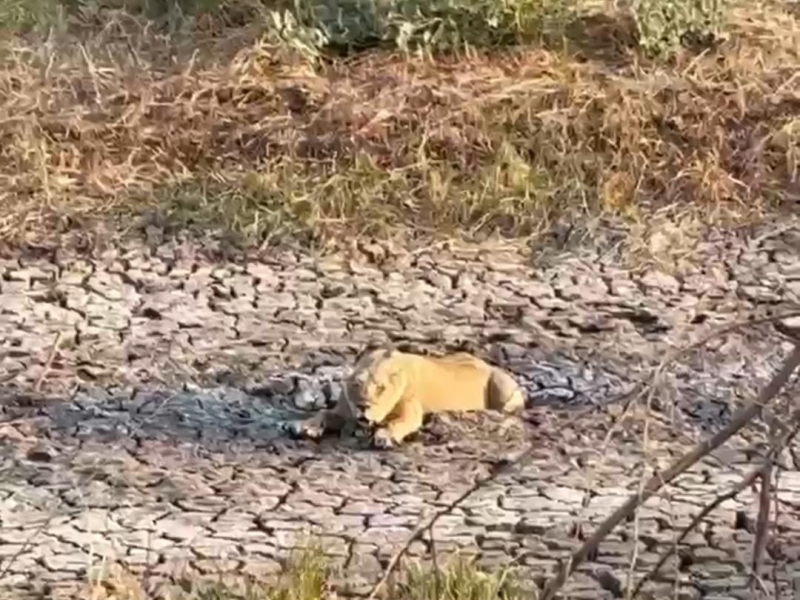 કાળઝાળ ઉનાળાની ગરમીથી ત્રાહિમામ પોકારી ઊઠયા જંગલના રાજા. સિંહનો પાણી માટે વલખા મારતો વિડીયો સામે આવ્યો છે