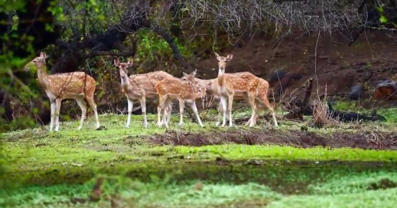 પોરબંદરના 'બરડા જંગલ સફારી' ફેઝ-૧નો પ્રારંભ કરાયો વન-પર્યાવરણ મંત્રી ના હસ્તે ધનતેરસના પાવન પર્વે સફારીનો શુભારંભ  સાસણ ગીર સિવાય હવે 'એશિયાઈ સિંહો'નું બીજું નવું રહેઠાણ એટલે બરડા વન્યજીવ અભયારણ્ય